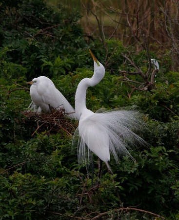 ©Ridenour_Egret Mating.Venice Rookery_8980