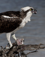 Florida Birds-Osprey