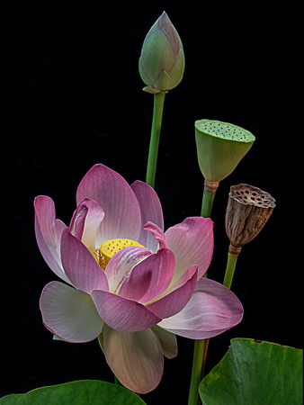 Lotus Bouquet on black_8905a.18x24