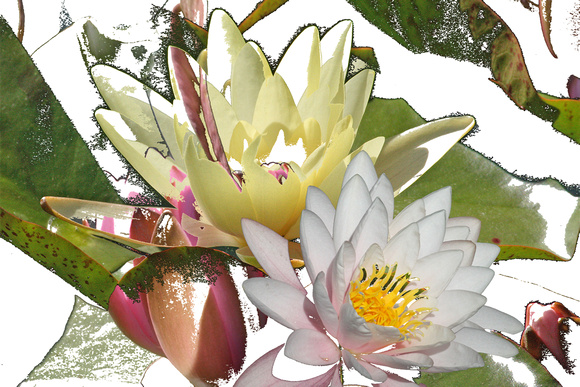 ©Ridenour_Water Lily Montage-1
