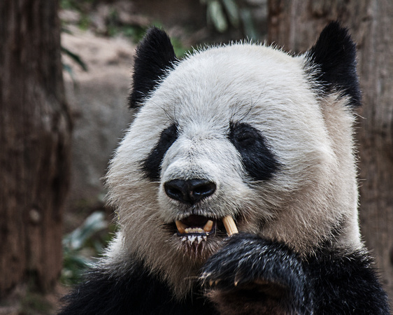 Panda Atlanta Zoo 8798