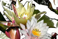 Water lily montage-1