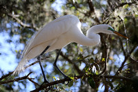 ©Ridenour.Egret in tree.Venice Rookery_1239