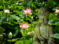 ©Ridenour_Lotus pond and Buddha