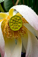 Ridenour-Lotus in rain_5824
