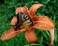 Ridenour-Daylily with Butterfly.5438
