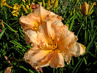 Ridenour-Daylily cultivar.5420