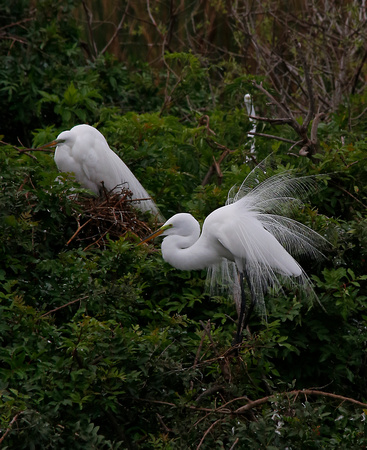 ©Ridenour_Egret Mating.Venice Rookery_8974