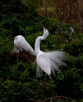 ©Ridenour_Egret Mating.Venice Rookery_8980
