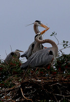 ©Ridenour_Herons making a nest_8761