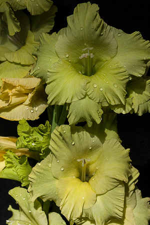 Ridenour-Gladiolus Green 6753