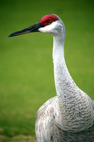 Florida Birds-Cranes