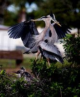 ©Ridenour_Two Herons with chicks_2664