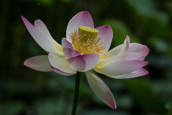 Lotus in Pond_8576