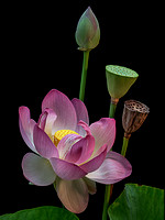 Lotus Bouquet on black_8905a.18x24