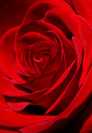Ridenour-Rose Red rose_4000.jpg