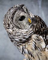Barred Owl_9509