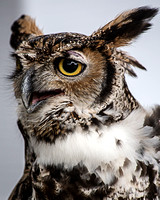 ©Ridenour_Great Horned Owl.Raptor Fest_9003