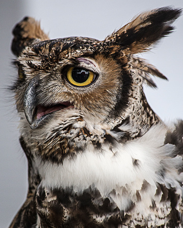 ©Ridenour_Great Horned Owl.Raptor Fest_9003