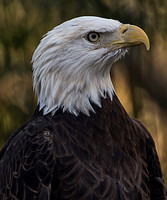 Eagle at audubon