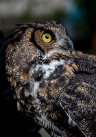 Great Horned at wizarding_7954