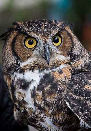 Horned Owl at Wizarding_7953