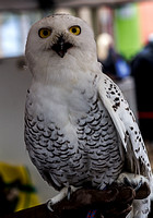 Snowy Owl_7932