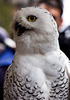 Snowy owl_8029