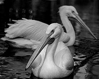 @Ridenour_White Pelicans_IMG