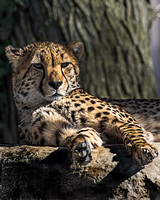 Leopard at Philly Zoo_6199