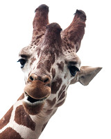 Giraffe_1790