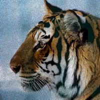 Tiger_Cat Sanctuary_Sarasota_1517