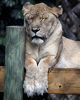 Lioness_1738 Naples Zoo
