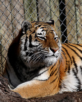 Tiger Rochester 5718