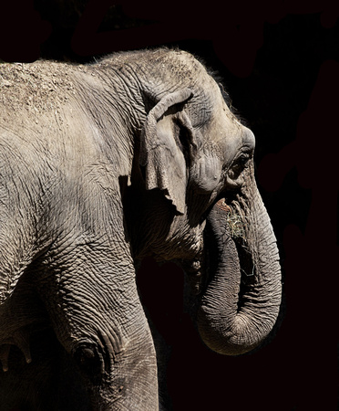 Elephant St. Louis Zoo_9997.