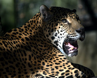 Jaguar at Brevard Zoo_9107