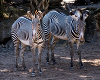 Zebras at BREVARD Zoo_8131