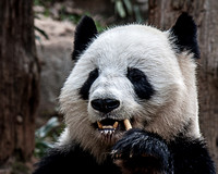 Panda Atlanta Zoo 8798