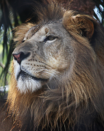 Lion Naples Zoo