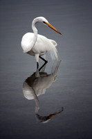 Florida Birds-Egrets