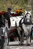 Horse and Buggy_3226.poster