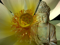 Flower and Buddha