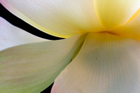 Ridenour-Lotus_8566.jpg