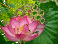 Lotus montage